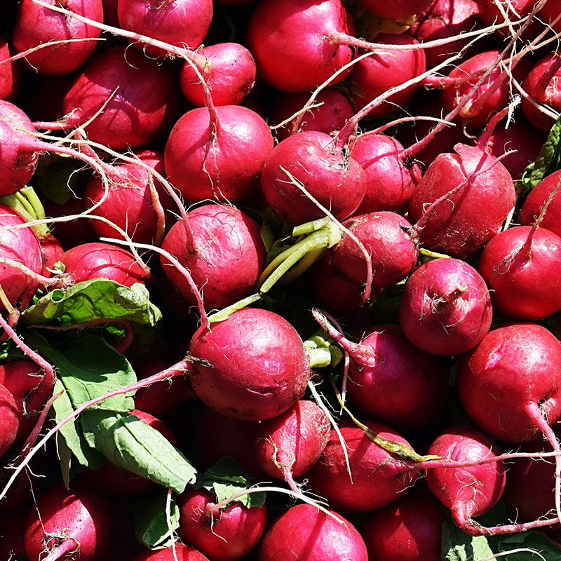 Red Radish