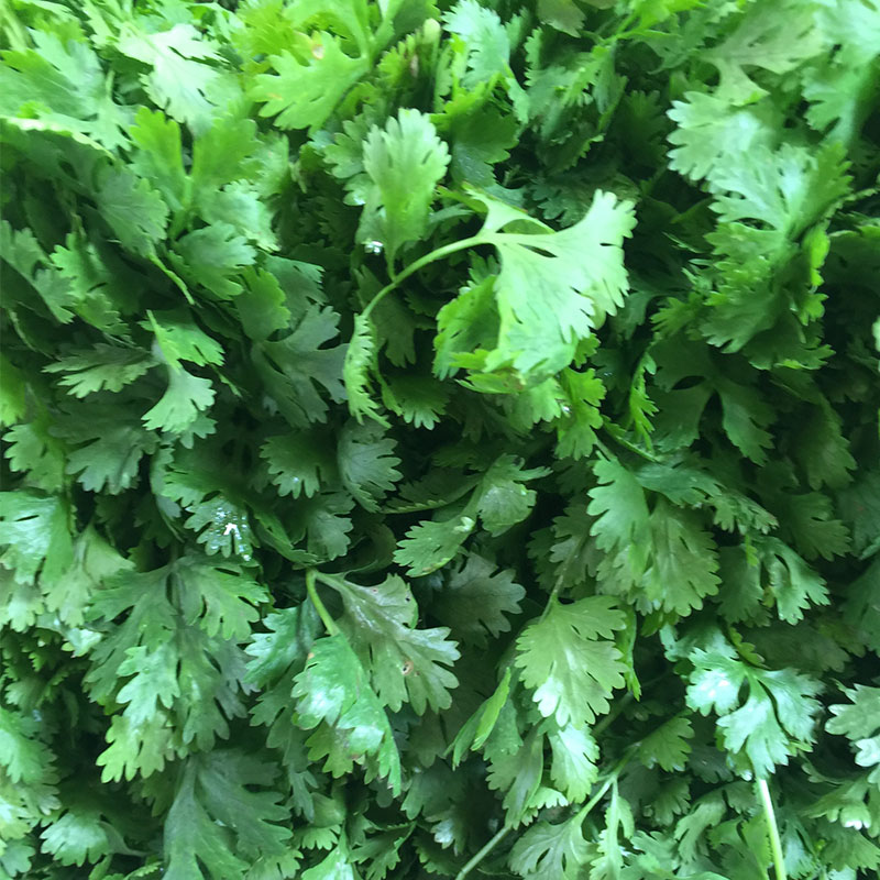 Cilantro