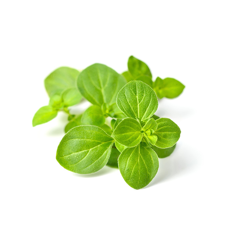 Oregano