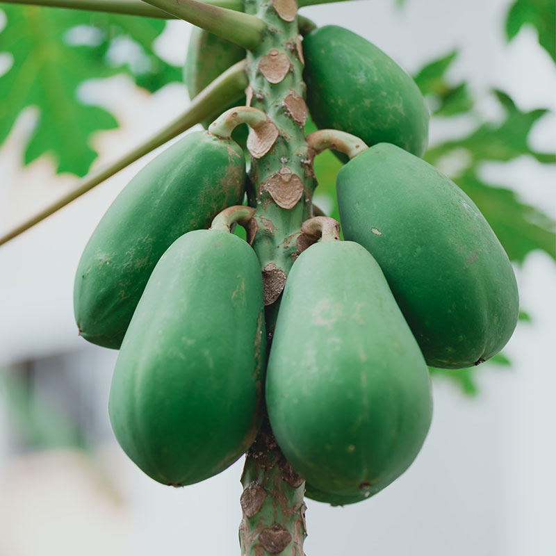 Green Papaya