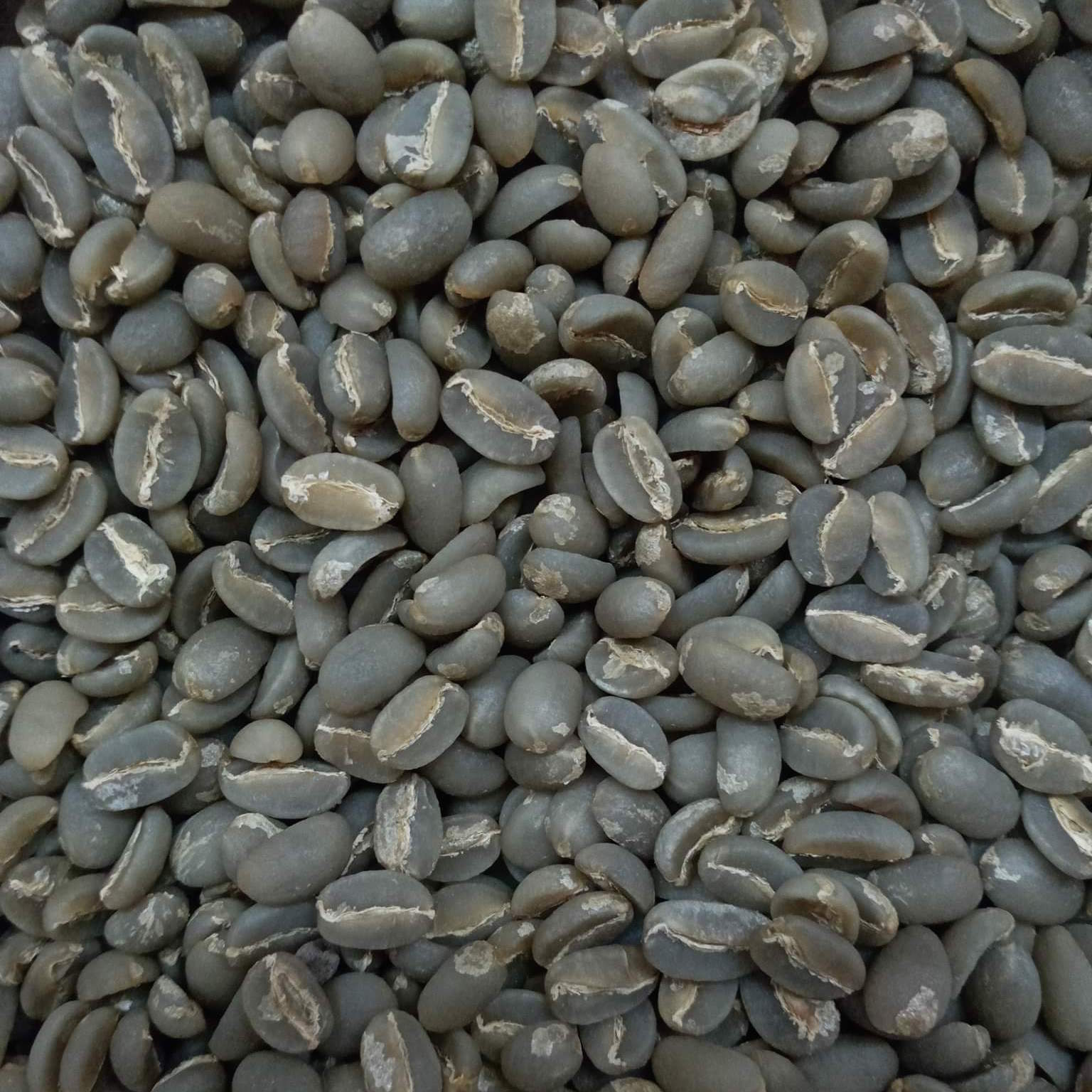 Sagada Gold – Pure Arabica Green Coffee Beans